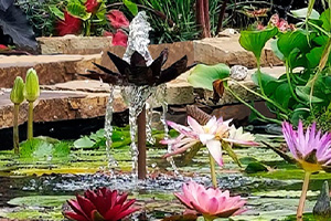 WATER GARDEN SOCIETY WATER GARDEN SOCIETY