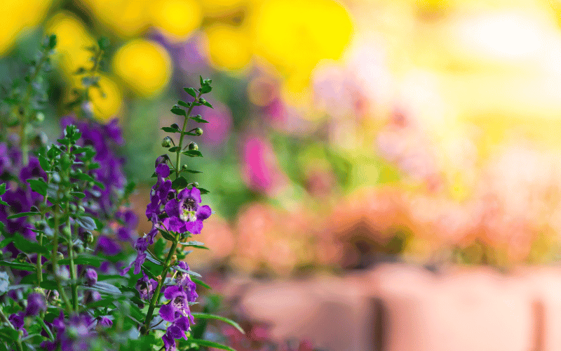 Blurred image of sun shining on half garden while purple flowers are in shade