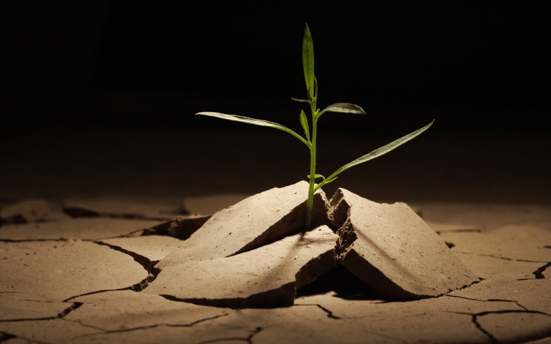 Plant sprouting underneath cracked dry soil