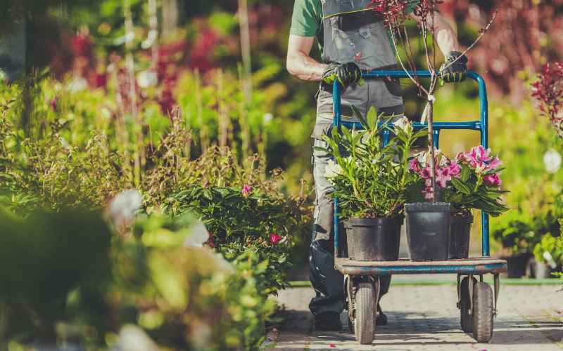 Person plant shopping pushing plants on a trolley in an outdoor garden store