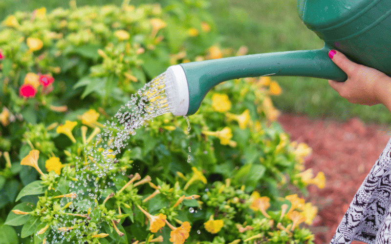 Person in sun dress watering leaves of yellow flowers