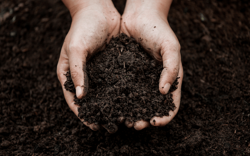 Hands holding good quality soil