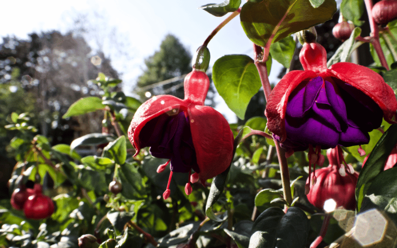 Crowded garden 