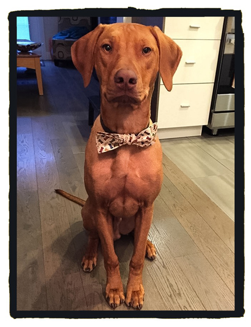 Dalton the Rhodesian Ridgeback