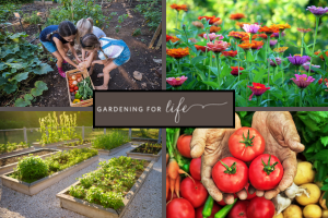 from seed to table: Ask a Gardener from seed to table: Ask a Gardener