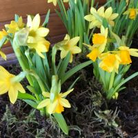 daffodils sm Daffodils small