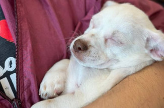 Pet Adoption Presented by Hollywood Feed