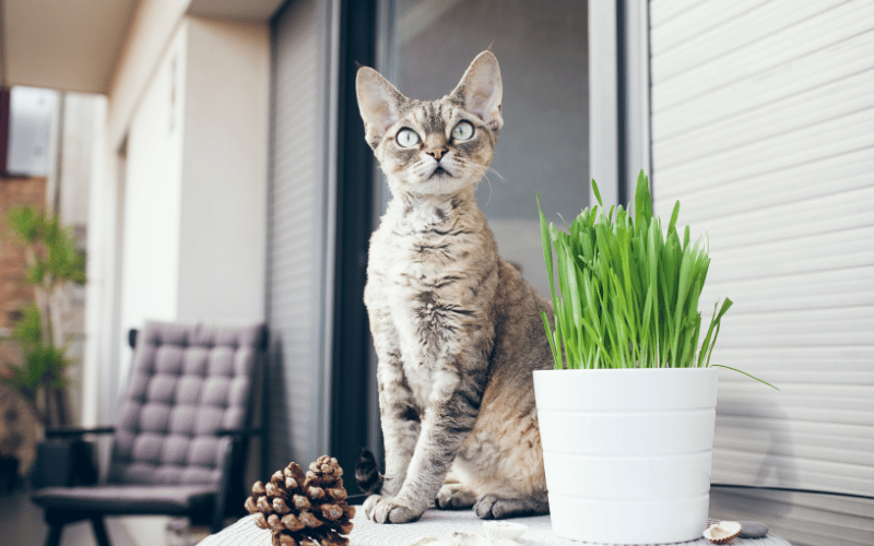 Cat with big eyes sitting next to cat grass in white pot on front porch