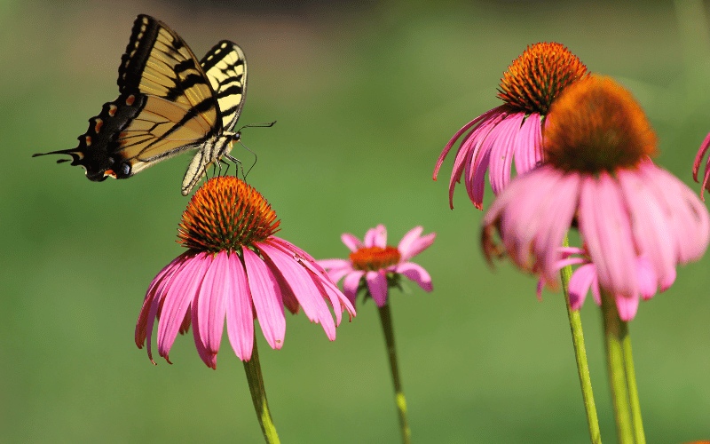 Best spring flowers for pollinators Black and light orange butterfly landing on pinky purple coneflower for pollination