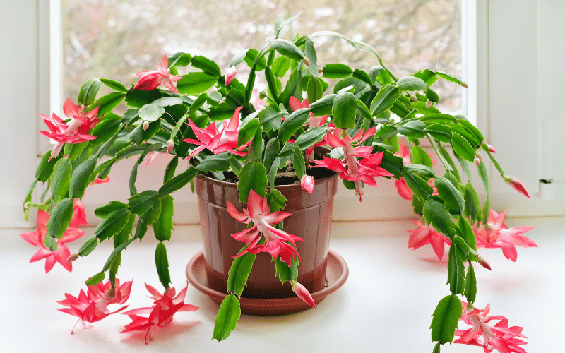 Christmas cactus in a brown pot in front of a bright window