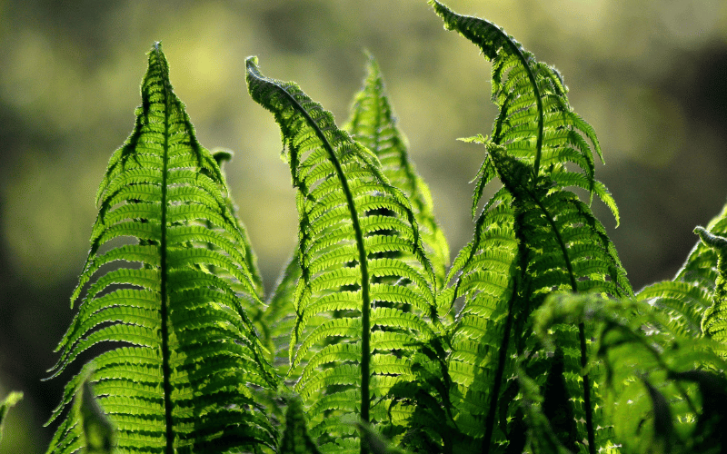Close up of Fern Leaves