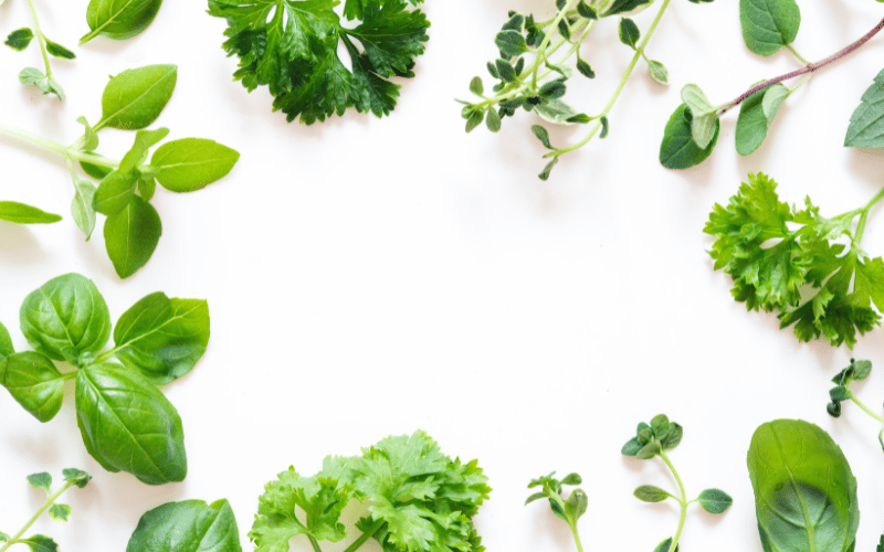 Fresh herbs liek rosemary, thyme, basic and mint on a white background creating a green border