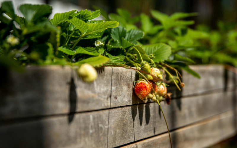 Small outdoor strawberry gardening box San Antonio Home + Garden Show