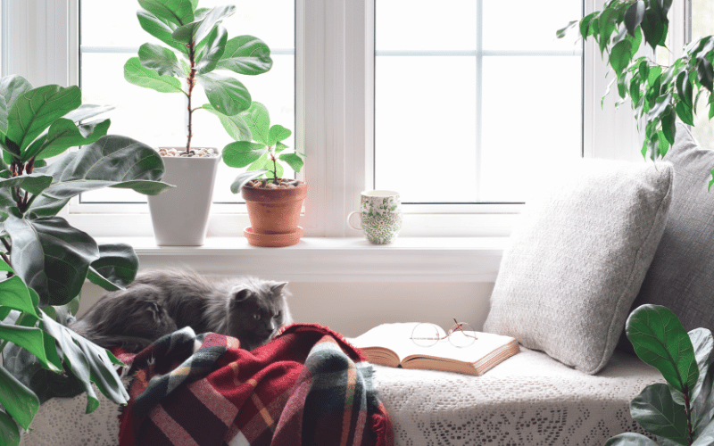 Grey long haired cat laying on red plaid blanket in window reading nook surrounded by houseplants 