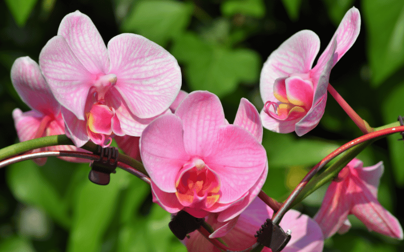 light pink orchids