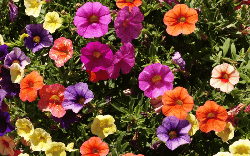 Multi colored petunias