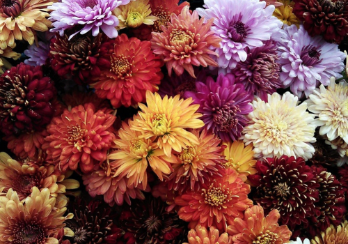 Red, white, purple, yellow, white mum flowers