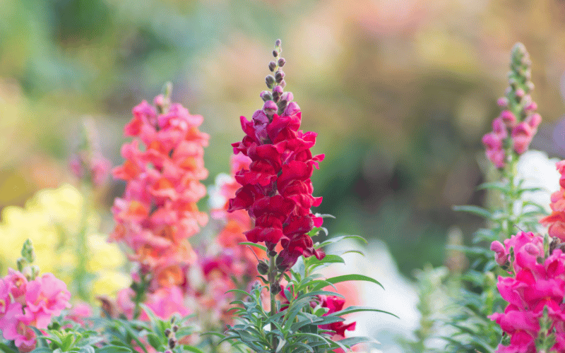 light and dark pink snapdragons