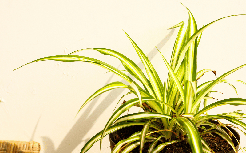 Spider plant against beige wall