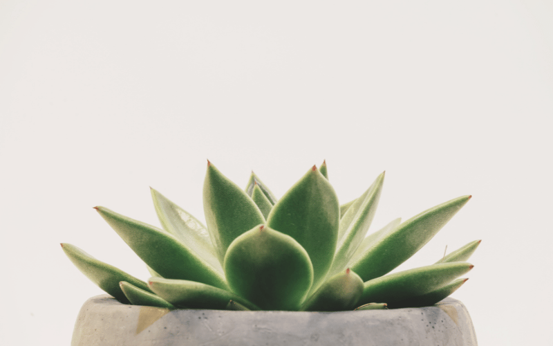 Close up of succulent leaves in a white marble pot