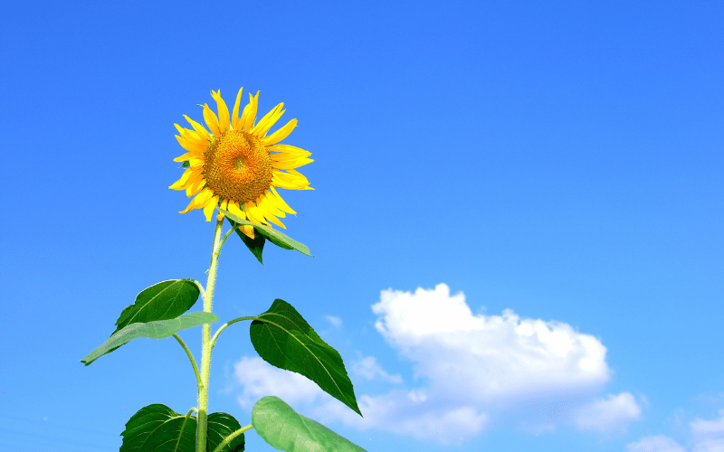 Big sunflower growing high against bright blue sky background with clouds