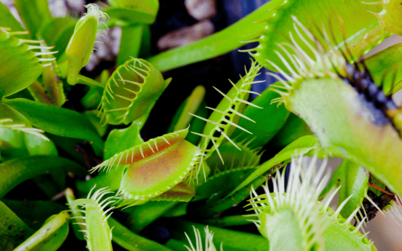 Lots of mini venus flytraps