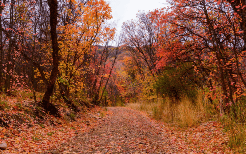 Beautiful autumn pathway with orange and red leaves falling from trees