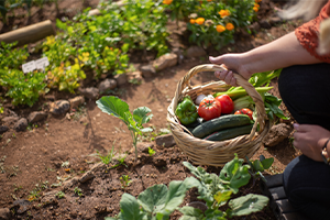 veggie garden