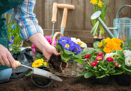 female close up hands planting flower garden