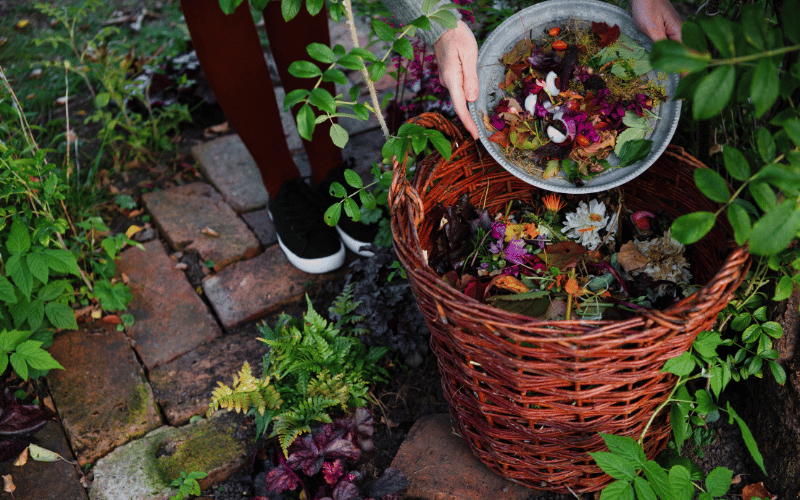 Female legs wearing black sneakers pouring biodegradable food into outdoor compost bin inside brown large basket