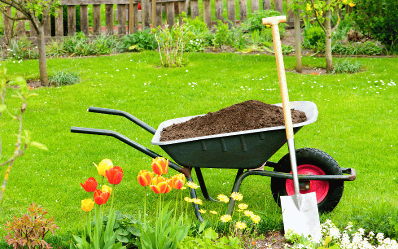 Bright luscious green lawn with black wheelbarrow full of compost next to white metal shovel and red and yellow tulips