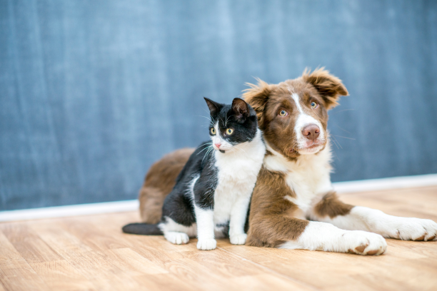 Pet Adoptions
