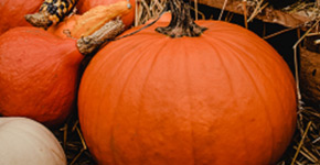 Pumpkin Patch