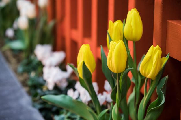 Yellow Tulips