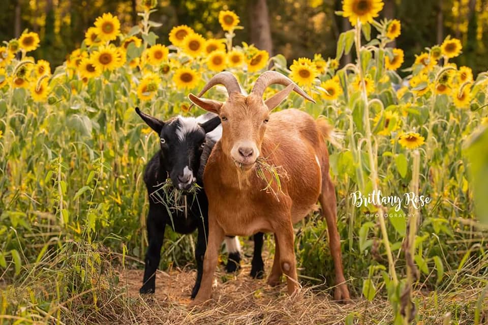 New this year: Goats!