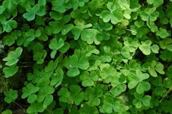 Celebrate St. Patrick's Day at the Indiana Flower + Patio Show