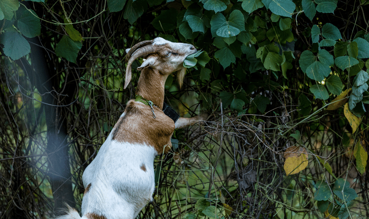 GOATS ON THE GO
