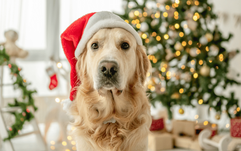 Golden retriever wearing santa hat in front of Christmas Tree
