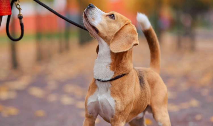 SAVING GRACE ANIMALS FOR ADOPTION