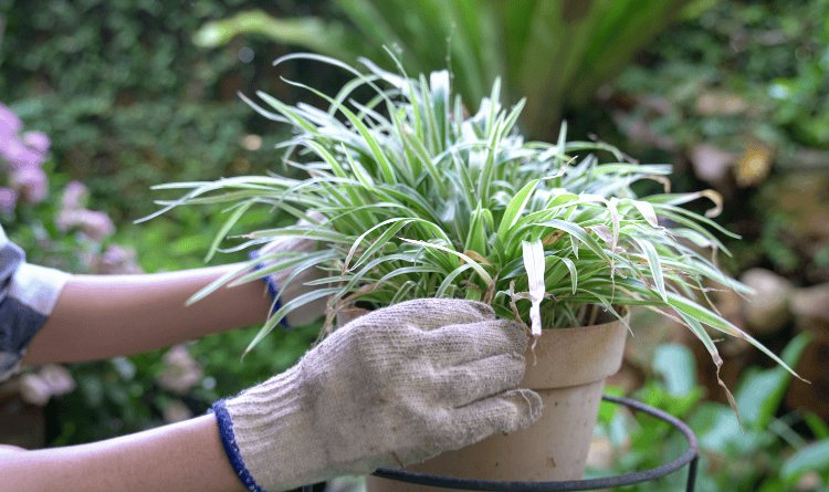 GARDENERS OF WAKE COUNTY PLANT SALE