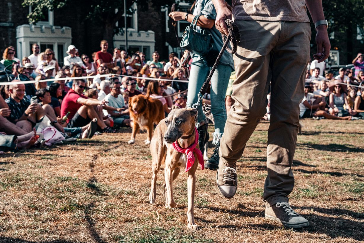 Pet Adoptions