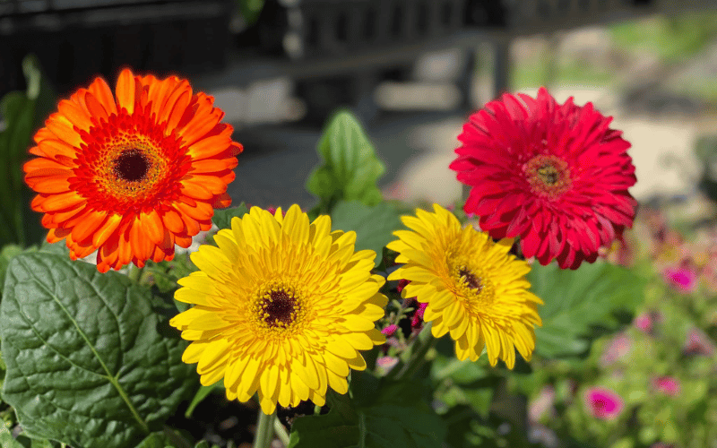 1 Orange, 2 Yellow and 1 red spring flower in outdoor garden