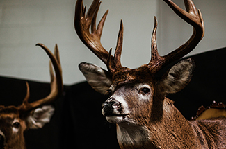 Rack Scoring is Back!