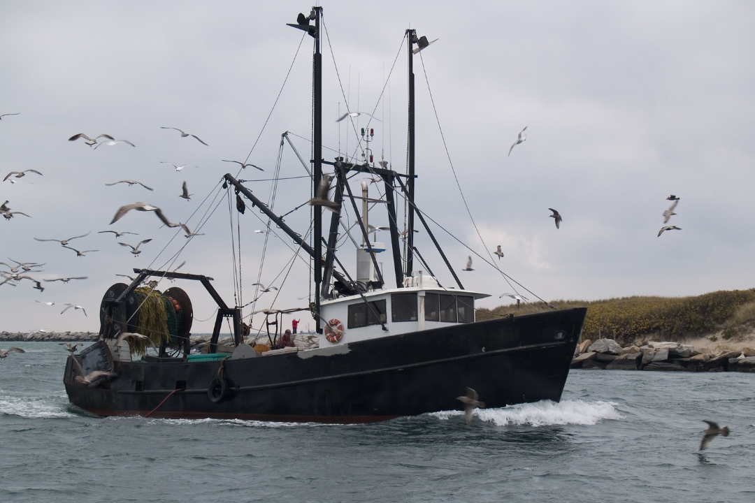 A commercial fishing boat in Newfoundland surrounded by flying seagulls