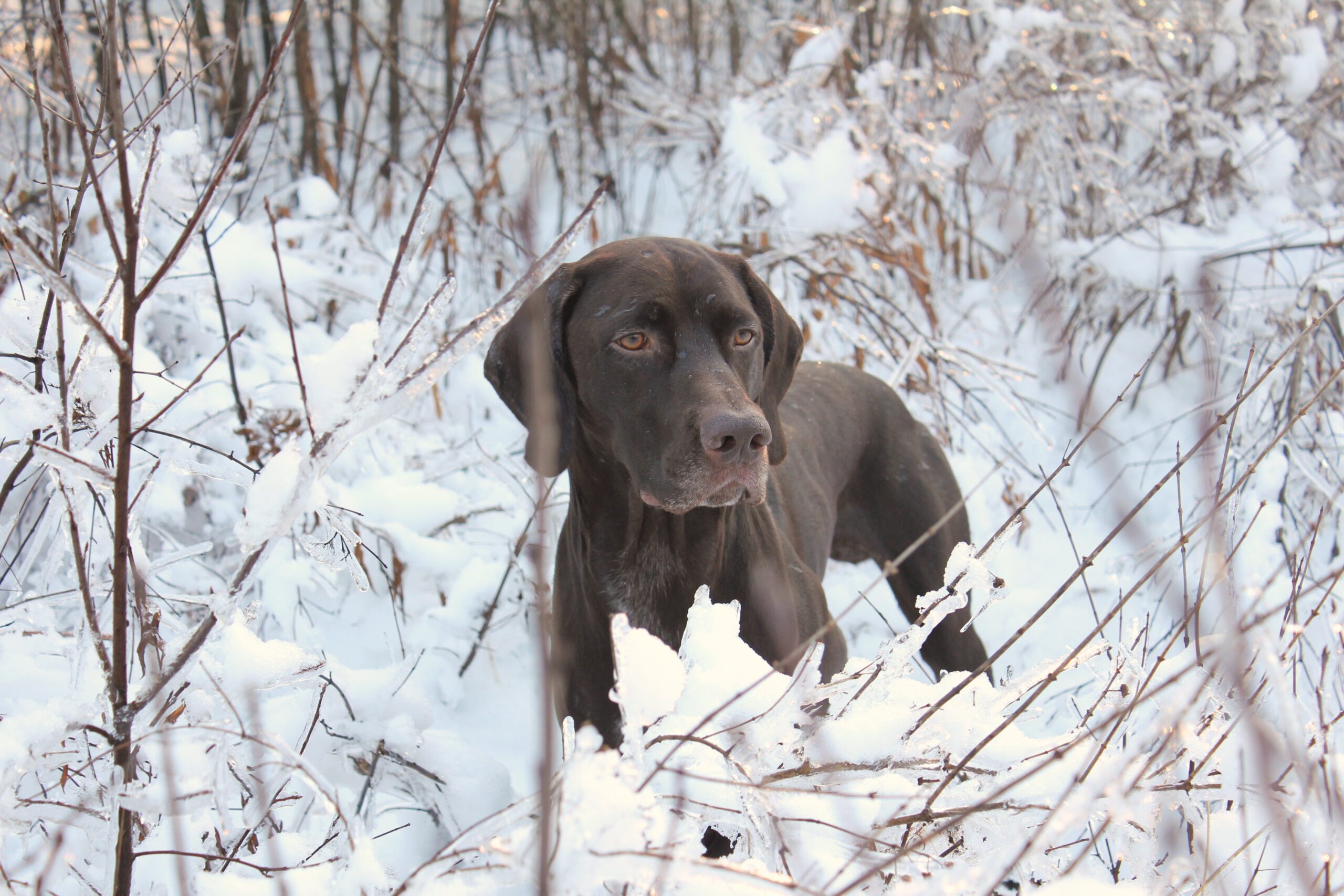 Dog in a snowy forest