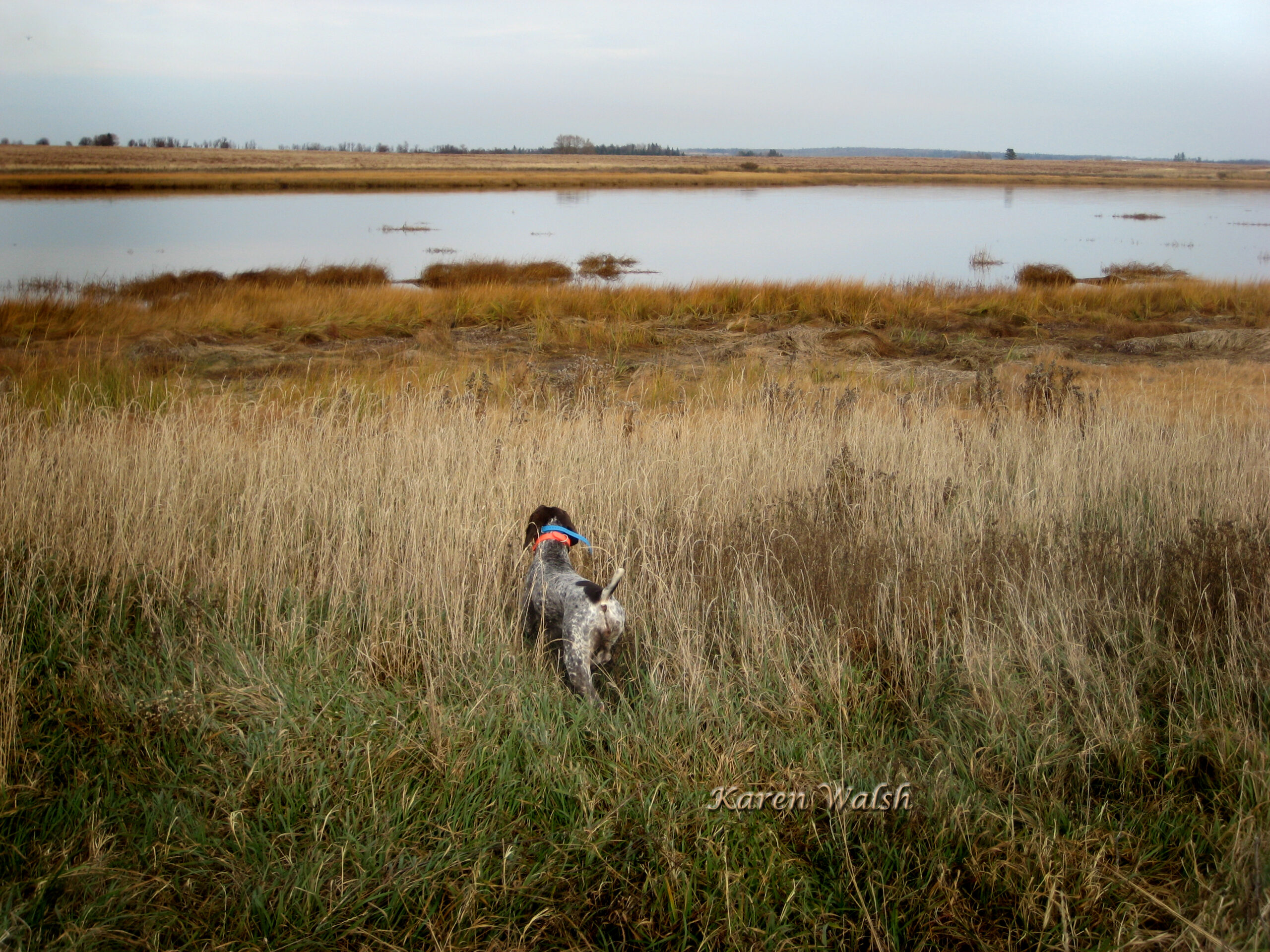 Dog in a meadow