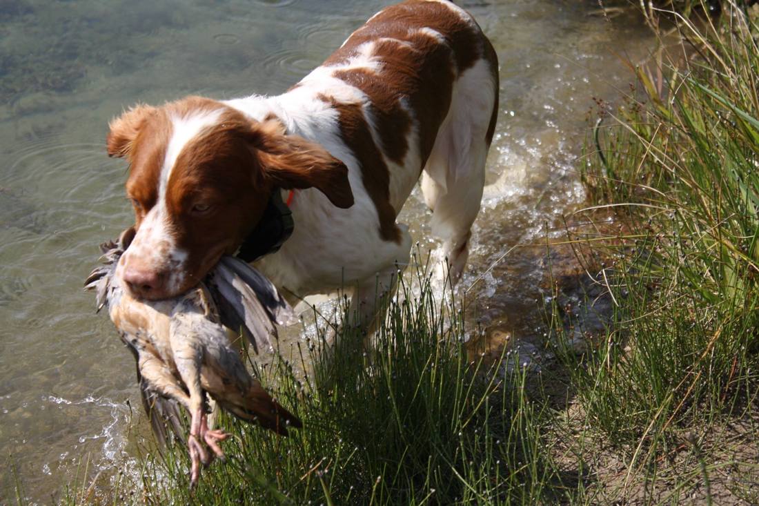 Training dogs in water